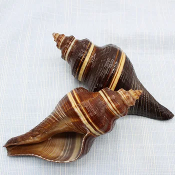 Atlantic black voňavé conch prírodné conch shell ozdoby akvárium vaňou streľba rekvizity domov Stredomoria shell dekorácie images